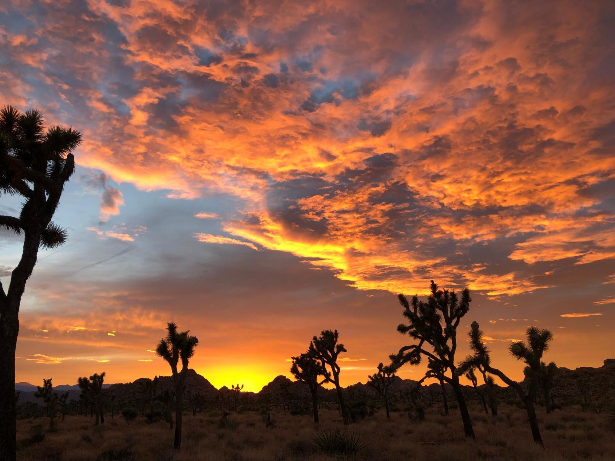 Cozy Desert Retreat With Amazing Views Only 4 Miles To Jtnp Joshua Tree Εξωτερικό φωτογραφία